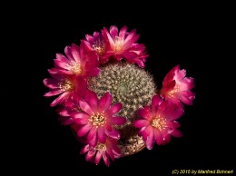 Sulcorebutia tiraquensis v. tiraquensis 158